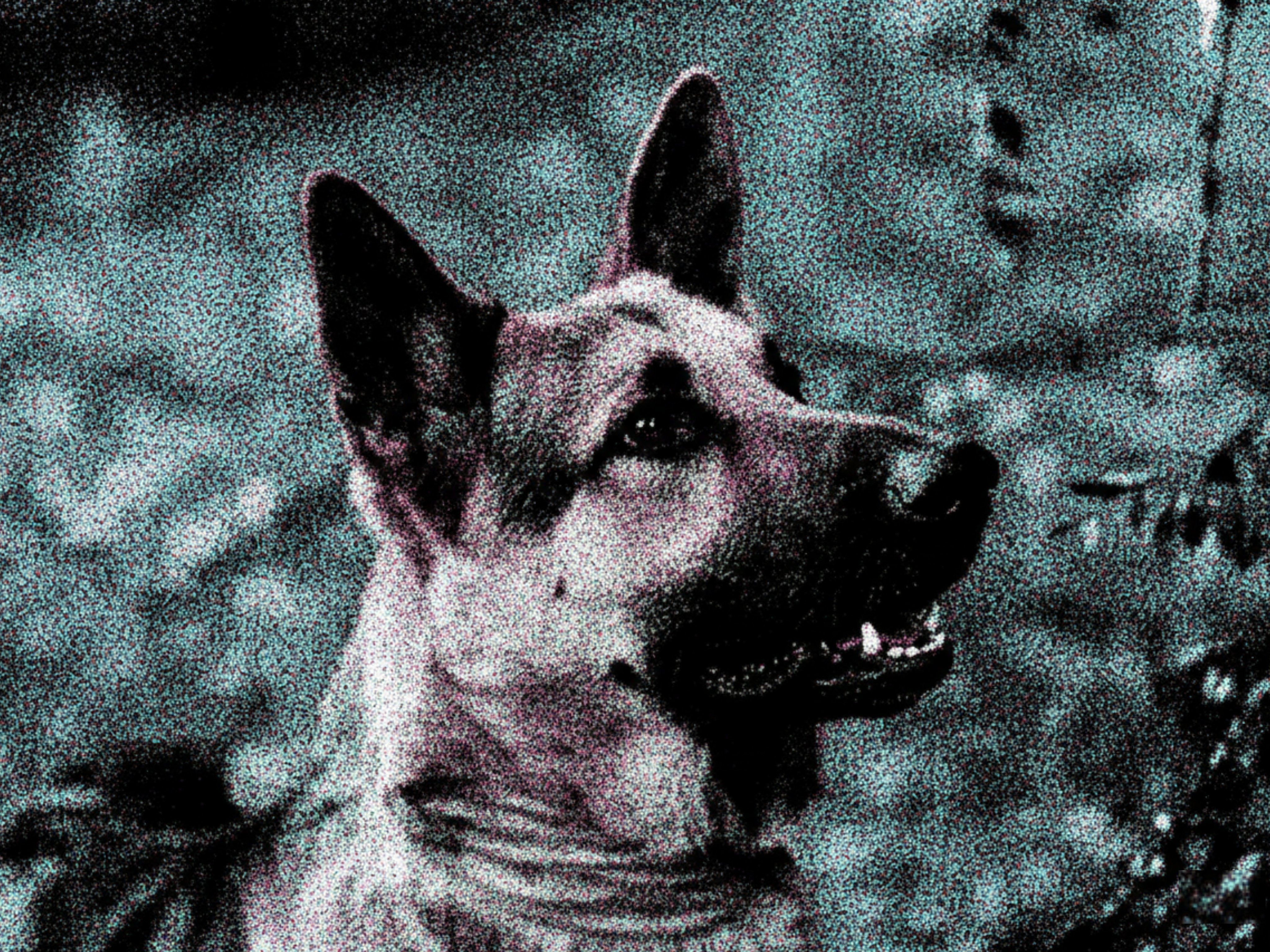 Encuentro en el bosque